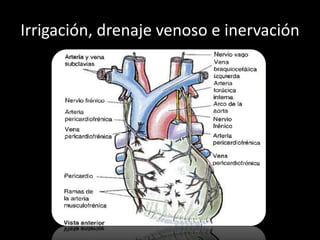 Irrigación, drenaje venoso e inervación

 