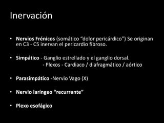 Inervación
• Nervios Frénicos (somático “dolor pericárdico”) Se originan
en C3 - C5 inervan el pericardio fibroso.
• Simpático - Ganglio estrellado y el ganglio dorsal.
- Plexos - Cardiaco / diafragmático / aórtico
• Parasimpático -Nervio Vago (X)
• Nervio laríngeo “recurrente”
• Plexo esofágico

 