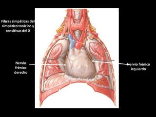 Fibras simpáticas del
simpático torácico y
sensitivas del X

Nervio
frénico
derecho

Nervio frénico
izquierdo

 