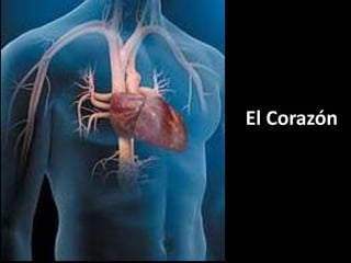 El Corazón

 