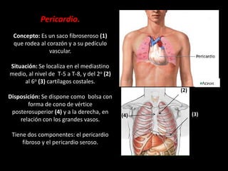 Pericardio.
Concepto: Es un saco fibroseroso (1)
que rodea al corazón y a su pedículo
vascular.

(1)

Situación: Se localiza en el mediastino
medio, al nivel de T-5 a T-8, y del 2o (2)
al 6o (3) cartílagos costales.
(2)

Disposición: Se dispone como bolsa con
forma de cono de vértice
posterosuperior (4) y a la derecha, en
relación con los grandes vasos.
Tiene dos componentes: el pericardio
fibroso y el pericardio seroso.

(4)

(3)

 