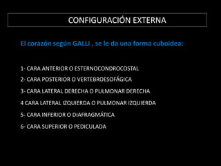 CONFIGURACIÓN EXTERNA
El corazón según GALLI , se le da una forma cuboidea:
1- CARA ANTERIOR O ESTERNOCONDROCOSTAL
2- CARA POSTERIOR O VERTEBROESOFÁGICA
3- CARA LATERAL DERECHA O PULMONAR DERECHA
4 CARA LATERAL IZQUIERDA O PULMONAR IZQUIERDA

5- CARA INFERIOR O DIAFRAGMÁTICA
6- CARA SUPERIOR O PEDICULADA

 
