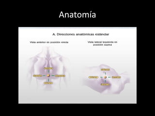 Anatomía

 