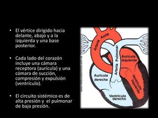 • El vértice dirigido hacia
delante, abajo y a la
izquierda y una base
posterior.
• Cada lado del corazón
incluye una cámara
receptora (aurícula) y una
cámara de succión,
compresión y expulsión
(ventrículo).

• El circuito sistémico es de
alta presión y el pulmonar
de baja presión.

 
