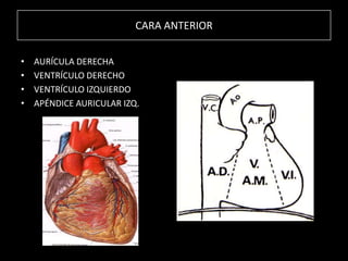 CARA ANTERIOR
•
•
•
•

AURÍCULA DERECHA
VENTRÍCULO DERECHO
VENTRÍCULO IZQUIERDO
APÉNDICE AURICULAR IZQ.

 