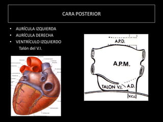 CARA POSTERIOR
• AURÍCULA IZQUIERDA
• AURÍCULA DERECHA
• VENTRÍCULO IZQUIERDO
Talón del V.I.

 