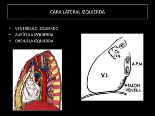 CARA LATERAL IZQUIERDA
• VENTRÍCULO IZQUIERDO
• AURÍCULA IZQUIERDA
• OREJUELA IZQUIERDA

 