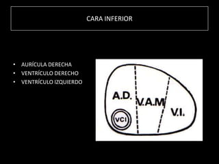 CARA INFERIOR

• AURÍCULA DERECHA
• VENTRÍCULO DERECHO
• VENTRÍCULO IZQUIERDO

 