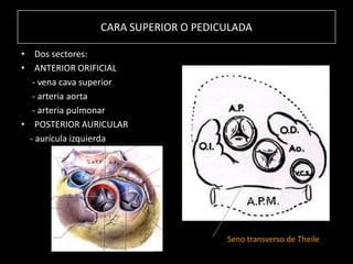 CARA SUPERIOR O PEDICULADA
• Dos sectores:
• ANTERIOR ORIFICIAL
- vena cava superior
- arteria aorta
- arteria pulmonar
• POSTERIOR AURICULAR
- aurícula izquierda

Seno transverso de Theile

 