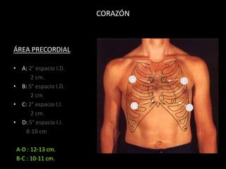 CORAZÓN

ÁREA PRECORDIAL
• A: 2° espacio I.D.
2 cm.
• B: 5° espacio I.D.
2 cm
• C: 2° espacio I.I.
2 cm.
• D: 5° espacio I.I.
8-10 cm
A-D : 12-13 cm.
B-C : 10-11 cm.

A

B

C

D

 