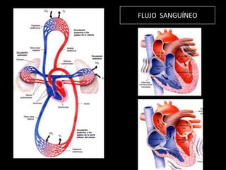 FLUJO SANGUÍNEO

 