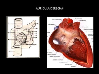 AURÍCULA DERECHA

 