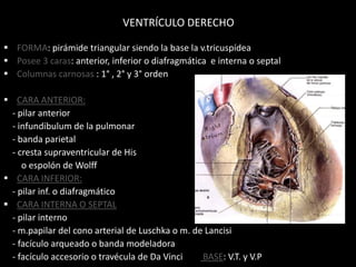 VENTRÍCULO DERECHO
 FORMA: pirámide triangular siendo la base la v.tricuspídea
 Posee 3 caras: anterior, inferior o diafragmática e interna o septal
 Columnas carnosas : 1° , 2° y 3° orden
 CARA ANTERIOR:
- pilar anterior
- infundibulum de la pulmonar
- banda parietal
- cresta supraventricular de His
o espolón de Wolff
 CARA INFERIOR:
- pilar inf. o diafragmático
 CARA INTERNA O SEPTAL
- pilar interno
- m.papilar del cono arterial de Luschka o m. de Lancisi
- facículo arqueado o banda modeladora
- facículo accesorio o travécula de Da Vinci
BASE: V.T. y V.P

 