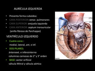 AURÍCULA IZQUIERDA
•
•
•
•

Presenta forma cuboidea:
CARA POSTERIOR: venas pulmonares
CARA SUPERIOR: orejuela izquierda
CARA ANTERIOR: septum inerauricular
(anillo fibroso de Parchappe)

VENTRÍCULO IZQUIERDO
• Cuatro caras :
medial, lateral, ant. e inf.
• DOS PILARES:
ánteroext. e inferointerno
columnas carnosas de 2° y 3° orden
• BASE: sector orificial
válvula Mitral y válvula aórtica

 