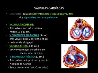 VÁLVULAS CARDÍACAS
• Son cuatro: dos aurículoventriculares Tricuspídea y Mitral
dos sigmoideas aórtica y pulmonar
• VÁLVULA TRICÚSPIDE:
- Tres valvas: ant. inf. e interna
- miden 12 a 13 cm.
• V. SIGMOIDEA PULMONAR (9 cm.)
- Tres valvas: post. y ant.der ,ant.izq
- nódulos de Morgagni
• VÁLVULA MITRAL ( 11 cm.)
- dos valvas: mayor derecha o ant
menor externa o izq.
• V. SIGMOIDEA AÓRTICA (7 cm.)
- Tres valvas: ant. post.der. y post.izq.
- Nódulos de Arancio
- Senos de valsalva ( art. Coronarias)

 