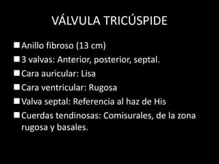 VÁLVULA TRICÚSPIDE
Anillo fibroso (13 cm)
3 valvas: Anterior, posterior, septal.
Cara auricular: Lisa
Cara ventricular: Rugosa
Valva septal: Referencia al haz de His
Cuerdas tendinosas: Comisurales, de la zona
rugosa y basales.

 