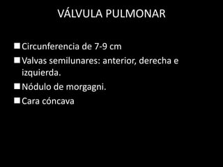 VÁLVULA PULMONAR
Circunferencia de 7-9 cm
Valvas semilunares: anterior, derecha e
izquierda.
Nódulo de morgagni.
Cara cóncava

 