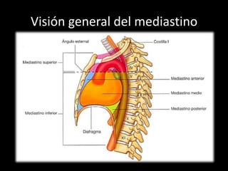 Visión general del mediastino

 