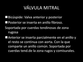 VÁLVULA MITRAL
Bicúspide: Valva anterior y posterior
Posterior se inserta en anillo fibroso.
Soportada por cuerdas tendinosas de zona
rugosa
Anterior se inserta parcialmente en el anillo y
el resto se continua con aorta. Con la que
comparte un anillo común. Soportada por
cuerdas tend.de la zona rugos y comisurales.

 