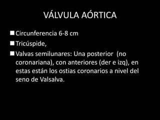 VÁLVULA AÓRTICA
Circunferencia 6-8 cm
Tricúspide,
Valvas semilunares: Una posterior (no
coronariana), con anteriores (der e izq), en
estas están los ostias coronarios a nivel del
seno de Valsalva.

 