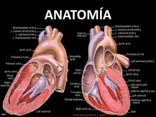 ANATOMÍA

 
