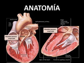 ANATOMÍA

 