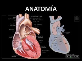 ANATOMÍA

 