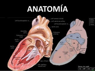 ANATOMÍA

 