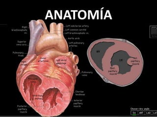 ANATOMÍA

 