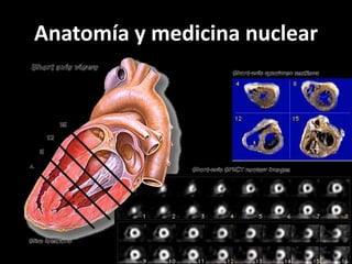 Anatomía y medicina nuclear

 