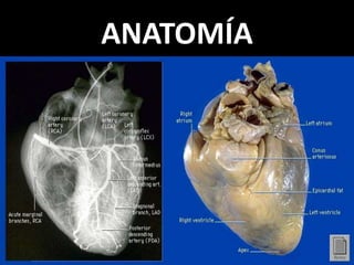 ANATOMÍA

 