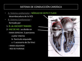 SISTEMA DE CONDUCCIÓN CARDÍACA
• A- Sistema cardiomotor : NÓDULO DE KEITH Y FLACK
desembocadura de la VCS
• B- Sistema Cardionector :
formado por
1- N. de ASCHOFF TAWARA
2- HAZ DE HIS : se divide en
- RAMA DERECHA: 3 porciones
a-pilar interno
b- fascículo arqueado
c- f. accesorio de Da Vinci
- RAMA IZQUIERDA
- RED DE PURKINJE

 