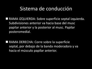 Sistema de conducción
 RAMA IZQUIERDA: Sobre superficie septal izquierda.
Subdivisiones anterior va hacia base del musc
papilar anterior y la posterior al musc. Papilar
posteromedial.
 RAMA DERECHA: Corre sobre la superficie
septal, por debajo de la banda moderadora y va
hacia el músculo papilar anterior.

 