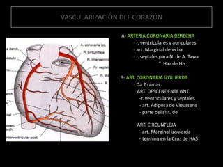 VASCULARIZACIÓN DEL CORAZÓN
A- ARTERIA CORONARIA DERECHA
- r. ventriculares y auriculares
- art. Marginal derecha
- r. septales para N. de A. Tawa
“ Haz de His
B- ART. CORONARIA IZQUIERDA
- Da 2 ramas:
ART. DESCENDENTE ANT.
-r. ventriculares y septales
- art. Adiposa de Vieussens
- parte del sist. de
conducción
ART. CIRCUNFLEJA
- art. Marginal izquierda
- termina en la Cruz de HAS

 