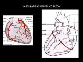 VASCULARIZACIÓN DEL CORAZÓN

 
