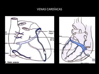 VENAS CARDÍACAS

 