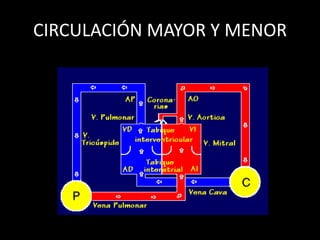CIRCULACIÓN MAYOR Y MENOR

 