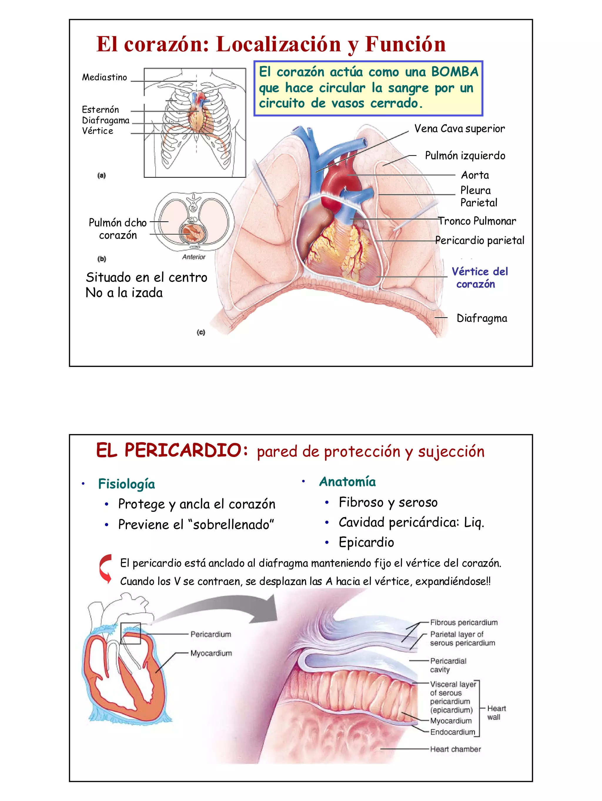Anatomía Del Músculo Cardíaco 12 Partes Del CORAZÓN Y Sus