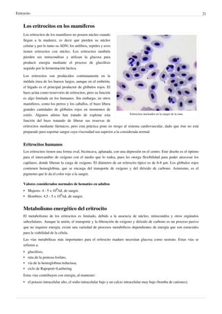 Eritrocito                                                                                                                   21


     Los eritrocitos en los mamíferos
     Los eritrocitos de los mamíferos no poseen núcleo cuando
     llegan a la madurez, es decir que pierden su núcleo
     celular y por lo tanto su ADN; los anfibios, reptiles y aves
     tienen eritrocitos con núcleo. Los eritrocitos también
     pierden sus mitocondrias y utilizan la glucosa para
     producir energía mediante el proceso de glucólisis
     seguido por la fermentación láctica.

     Los eritrocitos son producidos continuamente en la
     médula ósea de los huesos largos, aunque en el embrión,
     el hígado es el principal productor de glóbulos rojos. El
     bazo actúa como reservorio de eritrocitos, pero su función
     es algo limitada en los humanos. Sin embargo, en otros
     mamíferos, como los perros y los caballos, el bazo libera
     grandes cantidades de glóbulos rojos en momentos de
     estrés. Algunos atletas han tratado de explotar esta                   Eritrocitos nucleados en la sangre de la rana.

     función del bazo tratando de liberar sus reservas de
     eritrocitos mediante fármacos, pero esta práctica pone en riesgo al sistema cardiovascular, dado que éste no está
     preparado para soportar sangre cuya viscosidad sea superior a la considerada normal.


     Eritrocitos humanos
     Los eritrocitos tienen una forma oval, bicóncava, aplanada, con una depresión en el centro. Este diseño es el óptimo
     para el intercambio de oxígeno con el medio que lo rodea, pues les otorga flexibilidad para poder atravesar los
     capilares, donde liberan la carga de oxígeno. El diámetro de un eritrocito típico es de 6-8 µm. Los glóbulos rojos
     contienen hemoglobina, que se encarga del transporte de oxígeno y del dióxido de carbono. Asimismo, es el
     pigmento que le da el color rojo a la sangre.

     Valores considerados normales de hematíes en adultos
     • Mujeres: 4 - 5 x 106/uL de sangre.
     • Hombres: 4,5 - 5 x 106/uL de sangre.


     Metabolismo energético del eritrocito
     El metabolismo de los eritrocitos es limitado, debido a la ausencia de núcleo, mitocondria y otros orgánulos
     subcelulares. Aunque la unión, el transporte y la liberación de oxígeno y dióxido de carbono es un proceso pasivo
     que no requiere energía, existe una variedad de procesos metabólicos dependientes de energía que son esenciales
     para la viabilidad de la célula.
     Las vías metabólicas más importantes para el eritrocito maduro necesitan glucosa como sustrato. Estas vías se
     refieren a:
     •   glucólisis,
     •   ruta de la pentosa fosfato,
     •   vía de la hemoglobina reductasa,
     •   ciclo de Rapoport–Luebering
     Estas vías contribuyen con energía, al mantener:
     • el potasio intracelular alto, el sodio intracelular bajo y un calcio intracelular muy bajo (bomba de cationes);
 
