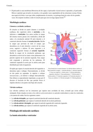 Corazón                                                                                                                                    6


    • El pericardio es una membrana fibroserosa de dos capas, el pericardio visceral seroso o epicardio y el pericardio
      fibroso o parietal, que envuelve al corazón y a los grandes vasos separándolos de las estructuras vecinas. Forma
      una especie de bolsa o saco que cubre completamente al corazón y se prolonga hasta las raíces de los grandes
      vasos. En conjunto recubren a todo el corazón para que este no tenga alguna lesión.[2]


    Morfología cardíaca

    Cámaras o cavidades cardíacas

    El corazón se divide en cuatro cámaras o cavidades
    cardíacas, dos superiores atrios o aurículas y dos
    inferiores o ventrículos. Los atrios reciben la sangre
    del sistema venoso, pasan a los ventrículos y desde ahí
    salen a la circulación arterial. El atrio derecho y el
    ventrículo derecho forman el corazón derecho. Recibe
    la sangre que proviene de todo el cuerpo, que
    desemboca en el atrio derecho a través de las venas
    cavas, superior e inferior. El atrio izquierdo y el
    ventrículo izquierdo forman el corazón izquierdo.
    Recibe la sangre de la circulación pulmonar, que
    desemboca a través de las cuatro venas pulmonares a la
    porción superior de la aurícula izquierda. Esta sangre
    está oxigenada y proviene de los pulmones. El
    ventrículo izquierdo la envía por la arteria aorta para
    distribuirla por todo el organismo.

    El tejido que separa el corazón derecho del izquierdo se       Vista frontal de un corazón humano. Las flechas blancas indican el
                                                                  flujo normal de la sangre. 1. Aurícula derecha; 2. Aurícula izquierda;
    denomina septo o tabique. Funcionalmente, se divide
                                                                     3. Vena cava superior; 4. Arteria aorta; 5. Arterias pulmonares,
    en dos partes no separadas: la superior o tabique                izquierda y derecha; 6. Venas pulmonares; 7. Válvula mitral; 8.
    interauricular, y la inferior o tabique interventricular.     Válvula aórtica; 9. Ventrículo izquierdo; 10. Ventrículo derecho; 11.
    Este último es especialmente importante, ya que por él          Vena cava inferior; 12. Válvula tricúspide; 13. Válvula pulmonar.

    discurre el fascículo de His, que permite llevar el
    impulso eléctrico a las partes más bajas del corazón.

    Válvulas cardíacas

    Las válvulas cardíacas son las estructuras que separan unas cavidades de otras, evitando que exista reflujo
    retrógrado. Están situadas en torno a los orificios atrioventriculares (o aurículo-ventriculares) y entre los ventrículos
    y las arterias de salida. Son las siguientes cuatro:
    • La válvula tricúspide, que separa la aurícula derecha del ventrículo derecho.
    • La válvula pulmonar, que separa el ventrículo derecho de la arteria pulmonar.
    • La válvula mitral o bicúspide, que separa la aurícula izquierda del ventrículo izquierdo.
    • La válvula aórtica, que separa el ventrículo izquierdo de la arteria aorta.


    Fisiología del músculo cardíaco

    La banda miocárdica ventricular
 