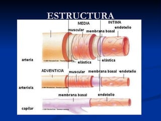 ESTRUCTURA
 