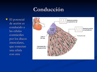 Conducción
   El potencial
    de acción es
    conducido a
    las células
    contráctiles
    por los discos
    intercalares,
    que conectan
    una célula
    con otra
 