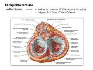 El esqueleto cardiaco
Anillos Fibrosos        • Rodean los conductos AV (Tricuspode y Bicuspide)
                        • Origenes de la Aorta y Tronco Pulmonar
 