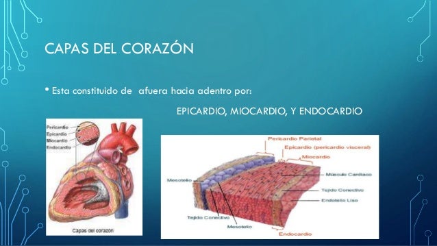 Capas Del Corazon De Adentro Hacia Afuera
