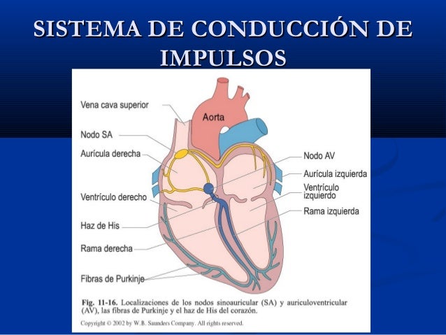 Fibrilación auricular Histologa-de-corazn-23-638