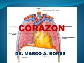 CORAZON
DR. MARCO A. BONES
 