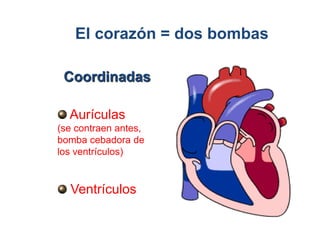 El corazón = dos bombas 
Coordinadas 
Aurículas 
(se contraen antes, 
bomba cebadora de 
los ventrículos) 
Ventrículos 
 