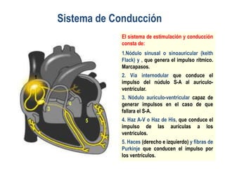Sistema de Conducción 
El sistema de estimulación y conducción 
consta de: 
1.Nódulo sinusal o sinoauricular (keith 
Flack) y , que genera el impulso rítmico. 
Marcapasos. 
2. Vía internodular que conduce el 
impulso del núdulo S-A al auriculo-ventricular. 
3. Nódulo auriculo-ventricular capaz de 
generar impulsos en el caso de que 
fallara el S-A. 
4. Haz A-V o Haz de His, que conduce el 
impulso de las aurículas a los 
ventrículos. 
5. Haces (derecho e izquierdo) y fibras de 
Purkinje que conducen el impulso por 
los ventrículos. 
1 
2 
3 
4 
5 
 