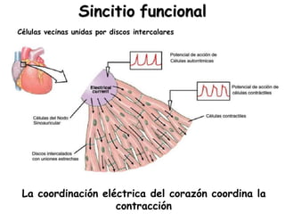 Sincitio funcional 
Células vecinas unidas por discos intercalares 
La coordinación eléctrica del corazón coordina la 
contracción 
 