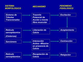 SISTEMA 
MORFOLÓGICO 
MECANISMO FENOMENO 
FISIOLOGICO 
Sistema de 
Túbulos 
Transversales 
Trasmite 
Potencial de 
Acción a través 
fibra muscular 
Excitación 
Retículo 
sarcoplásmico 
(Cisternas) 
Liberación de 
Calcio 
Acoplamiento 
Sarcómero Interacción 
Actina –Miosina 
en presencia de 
Calcio 
Contracción 
Retículo 
sarcoplásmico 
Recaptación de 
Calcio 
Relajación 
 